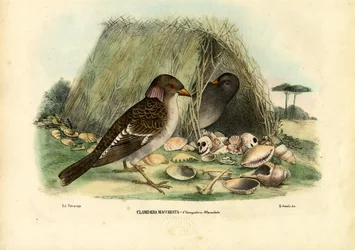 Gevlekte prieelvogel, 1863-79